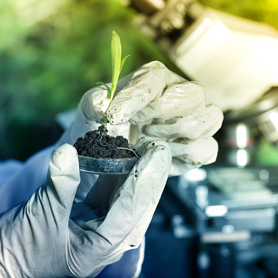 Gloved hands holding a small plant with soil in a lab setting.